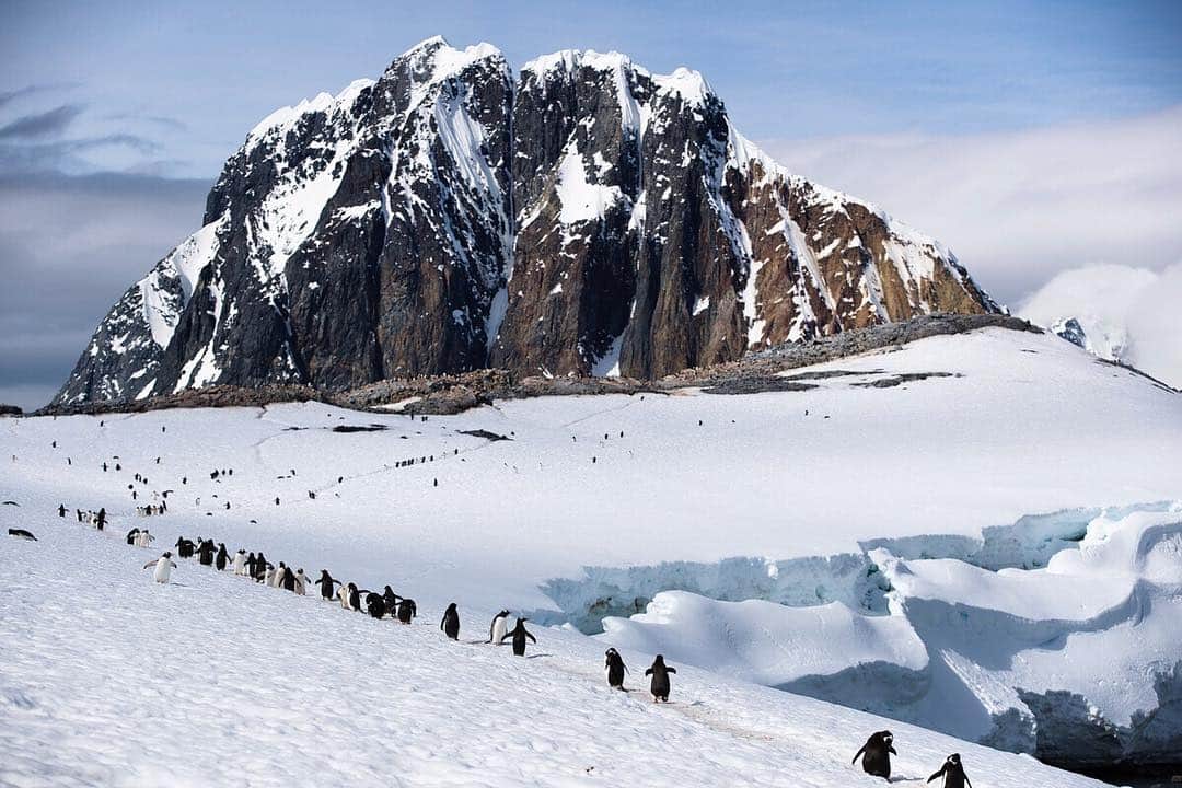 National Geographic Travelさんのインスタグラム写真 - (National Geographic TravelInstagram)「📷: @krystlejwright // A classic Gentoo penguin highway weaves itself around the glacier to their nesting grounds high up on the rocks. Perhaps the one highway you could happily watch all day at Port Charcot on the Antarctic Peninsula. #penguin #antarctica」5月2日 17時52分 - natgeotravel