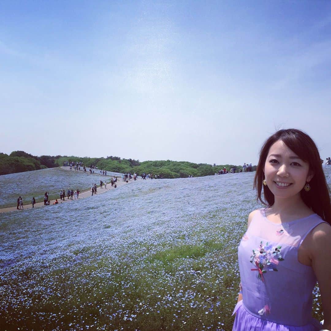 須黒清華のインスタグラム：「仕事の合間に…🎶 アド街でもご紹介した、「ひたち海浜公園」へ。 ピークは少し過ぎてしまっていたけれど、ネモフィラ綺麗でした〜💕 次は満開の時に行きたいなっ‼︎ . さて、今週は大江さんが取材のため、明日のWBSは山川さん、北村まあさちゃん、そして竹崎アナというメンバーでお送りします‼︎ 緊張です… #アド街ック天国 #ネモフィラ #ひたちなか海浜公園 #ネモフィラブルー  #WBS #山川キャスター #北村まあさ #竹崎アナ」