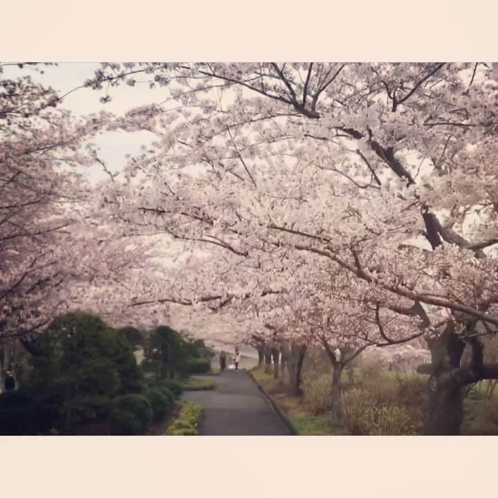 のインスタグラム：「きょうは小樽・手宮緑化植物園から 満開となったばかりの桜のトンネル🌸  #HTB #イチオシ #お天気 #空とハイタッチ #小樽 #手宮公園 #手宮緑化植物園 #気象予報士 #神田昭一 #樫野和音」
