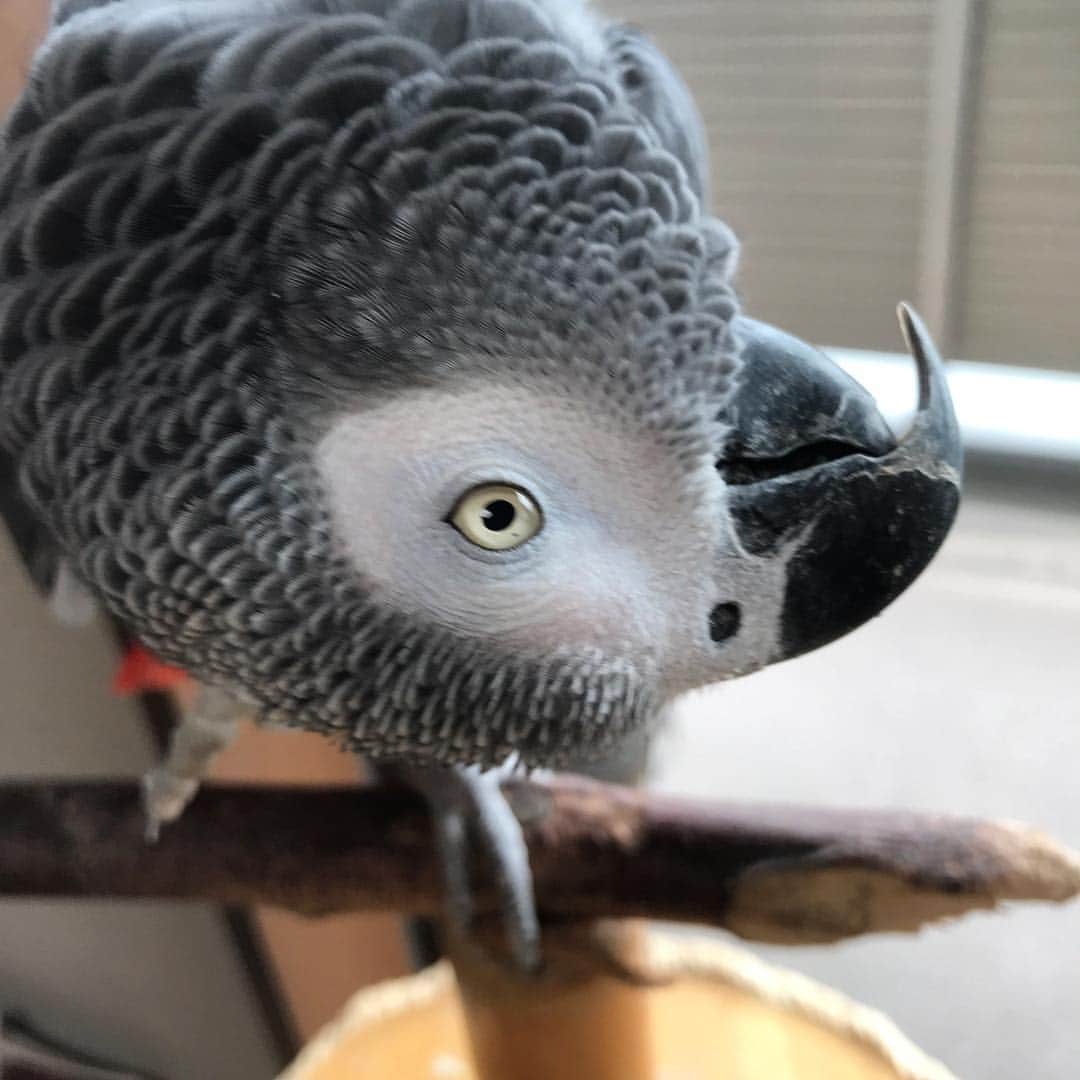 内田美奈子のインスタグラム：「頭カキ  #africangrayparrot #parrot #ヨウム ‪#じゃんくろ ‬」