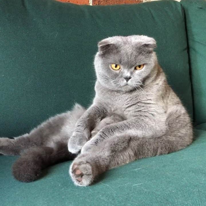 Baconのインスタグラム：「When life seems just too hard. 😿 #fact #daily」