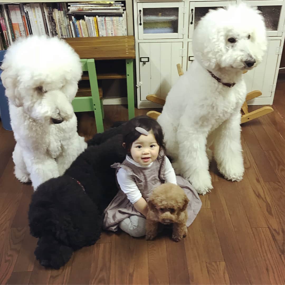 たまねぎさんのインスタグラム写真 - (たまねぎInstagram)「. . はーちゃん かぁいい（≧∇≦）💕 . . #standardpoodle #dog #lovedogs #poodlesofinstagram #スタンダードプードル #大型犬と子供 #poodle #dogstagram #east_dog_japan #いぬのいる生活 #もふもふ部 #わんこ部 #子どもと犬 #kidsanddog #仲良し #お友だち」5月3日 18時35分 - tamanegi.qoo.riku
