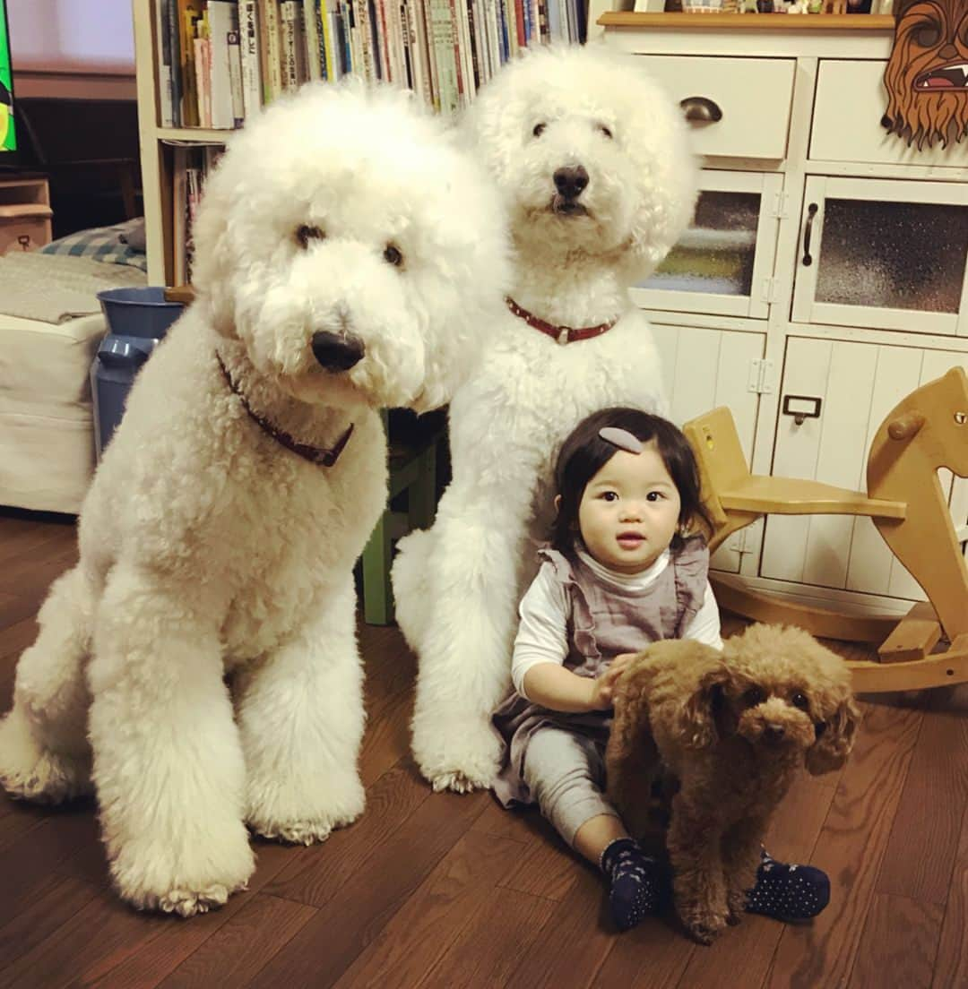 たまねぎさんのインスタグラム写真 - (たまねぎInstagram)「. . はーちゃん かぁいい（≧∇≦）💕 . . #standardpoodle #dog #lovedogs #poodlesofinstagram #スタンダードプードル #大型犬と子供 #poodle #dogstagram #east_dog_japan #いぬのいる生活 #もふもふ部 #わんこ部 #子どもと犬 #kidsanddog #仲良し #お友だち」5月3日 18時35分 - tamanegi.qoo.riku