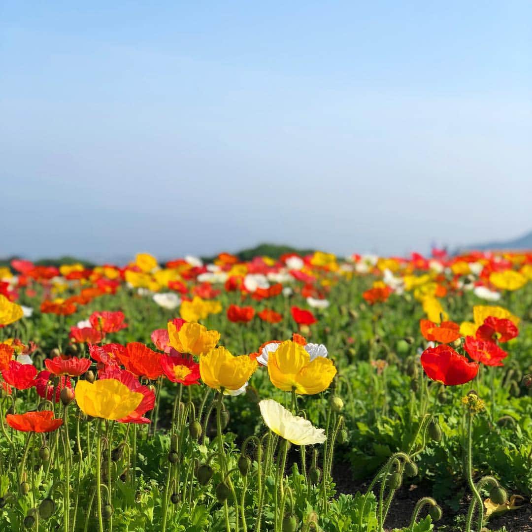 藤川沙弥のインスタグラム：「iceland poppy😍💘💘﻿ ﻿ ﻿ ﻿ ﻿ #花言葉 は﻿ #慰め#七色の恋#忍耐#陽気で優しい﻿ #気高い精神#思いやり だそう💛﻿ #flower#cute#gw#icelandpoppy﻿ #お花#癒し#お花畑#可愛い﻿ #ポピー#アイスランドポピー」
