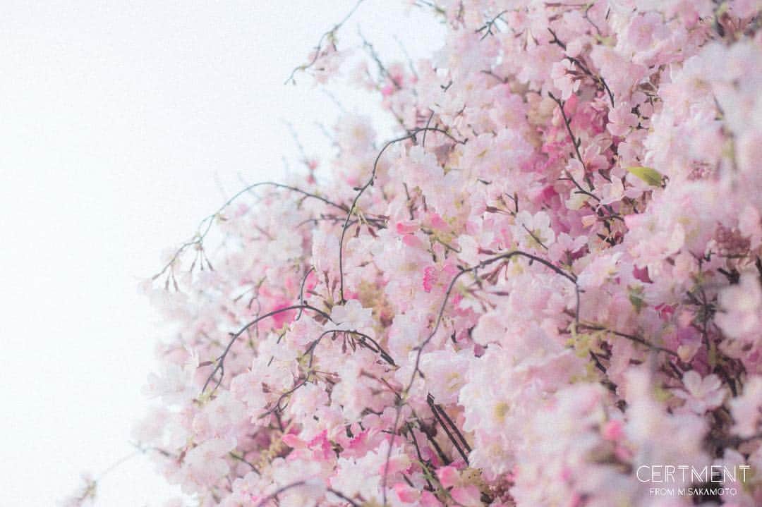 Manabu Sakamotoのインスタグラム：「. Nine of the panel meaning of 「spring pink」 . . ゴールデンウィーク前にカメラが帰ってきて一安心。 次回のNine of the panelのテーマも決めないと。 . #moment #tokyocameraclub  #photooftheday #japan #instalike #flower #colorsjp #spring #naturephotography #canon #フィルムカメラ #写真好きな人と繋がりたい #写真部 #春 #桜 #東京カメラ部 #フィルムに恋してる #キャノン #カメラ男子  #カメラ女子 #写真好き #写真撮ってる人と繋がりたい #カメラのある生活 #pics_jp  #ファインダー越しの私の世界  #ゴールデンウィーク #ありがとう」