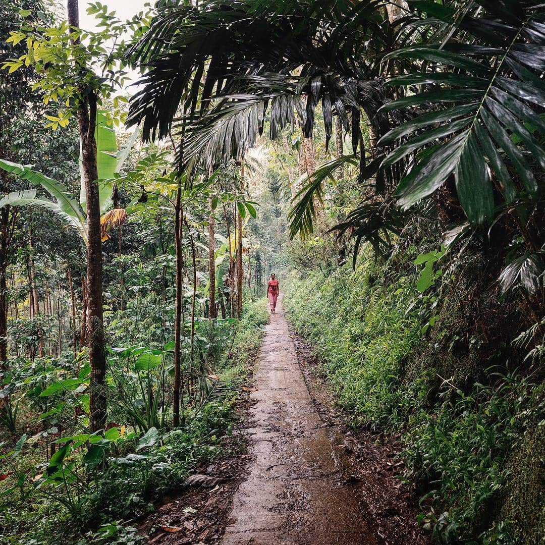 National Geographic Travelさんのインスタグラム写真 - (National Geographic TravelInstagram)「photo by @andrea_frazzetta // A woman walking in the forest surrounding the Village of Banyuwangi. Banyuwangi is located at the easternmost tip of Java, Indonesia, and is the gateway to the Ijen Plateau Volcanic Area. Indonesia is situated on the Ring of Fire—a 25,000-mile seismically active belt of volcanoes and tectonic plate boundaries that frame the Pacific basin. About five million Indonesians live and work near active volcanoes, where farming soil is most fertile. Java alone is home to 141 million people—one of the most densely populated islands on Earth. “Sulfur Road” my latest assignment for National Geographic is online, check it on NatGeo website and follow @andrea_frazzetta to know more about this story #natgeotravel #ijen #java #indonesia」5月3日 17時40分 - natgeotravel