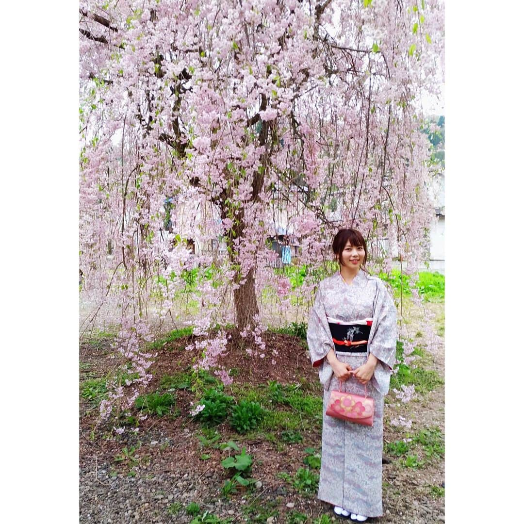 西村季里子さんのインスタグラム写真 - (西村季里子Instagram)「・ GWは休養をとるためにも、 青森の実家へ帰省しています😊 家族と桜を見に、 秋田県の角館の武家屋敷へ🌸 早朝に起きて、母の願いのお着物を着て、 両親とのプチ旅行は幸せでした😌 まだ東北には桜が残っててよかった🌸🌸🌸 #青森出身 #実家 #帰省 #GW  #秋田県 #角館 #武家屋敷 #お花見  #桜 #東北 #お着物 #着物 #kimono  #和服 #日本文化 #家族 #プチ旅行  #親にインスタ映え撮りに行こうって誘われる  #父が撮るとほぼブレる #インスタ萎え  #follow #followme  #instagood」5月4日 22時25分 - kiriko_nishimura