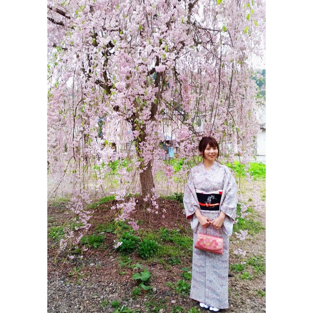 西村季里子のインスタグラム：「・ GWは休養をとるためにも、 青森の実家へ帰省しています😊 家族と桜を見に、 秋田県の角館の武家屋敷へ🌸 早朝に起きて、母の願いのお着物を着て、 両親とのプチ旅行は幸せでした😌 まだ東北には桜が残っててよかった🌸🌸🌸 #青森出身 #実家 #帰省 #GW  #秋田県 #角館 #武家屋敷 #お花見  #桜 #東北 #お着物 #着物 #kimono  #和服 #日本文化 #家族 #プチ旅行  #親にインスタ映え撮りに行こうって誘われる  #父が撮るとほぼブレる #インスタ萎え  #follow #followme  #instagood」