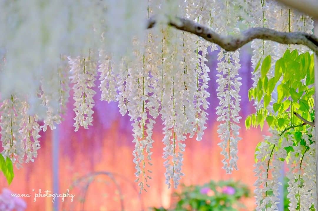 花の写真館のインスタグラム：「「 #私の花の写真 」「 #lifewithXA5 」をつけてInstagramにご投稿いただいた、 @am.548 さんの作品です。 . ～「FUJIFILM X-A5 プレゼントキャンペーン」開催中！～ . FUJIFILM X-A5の発売を記念して「FUJIFILM X-A5 プレゼントキャンペーン」を開催中！ 5/8（火）までの期間中、ご自身が撮影された花の写真に「#私の花の写真」「#lifewithXA5」の2つのハッシュタグをつけてInstagramに投稿してくださった方の中から3名様に、日常がスペシャルに撮れるカメラ「FUJIFILM X-A5」をプレゼントします！ . 「花の写真館」のInstagramアカウントをフォローして、お気に入りの花写真をぜひご投稿ください。投稿枚数や撮影機材は問いませんので、奮ってご参加ください！<PR> . 詳細は、本アカウント（ @floral.photograph ）のプロフィールからご覧ください。 ※当選された方には、2018年5月下旬以降に、Instagramダイレクトにて連絡致します。 . #花の写真館 #floralphotograph #floralphoto #flower #flowers #富士フイルム #FUJIFILM #私の花の写真 #lifewithXA5 Follow: @floral.photograph」