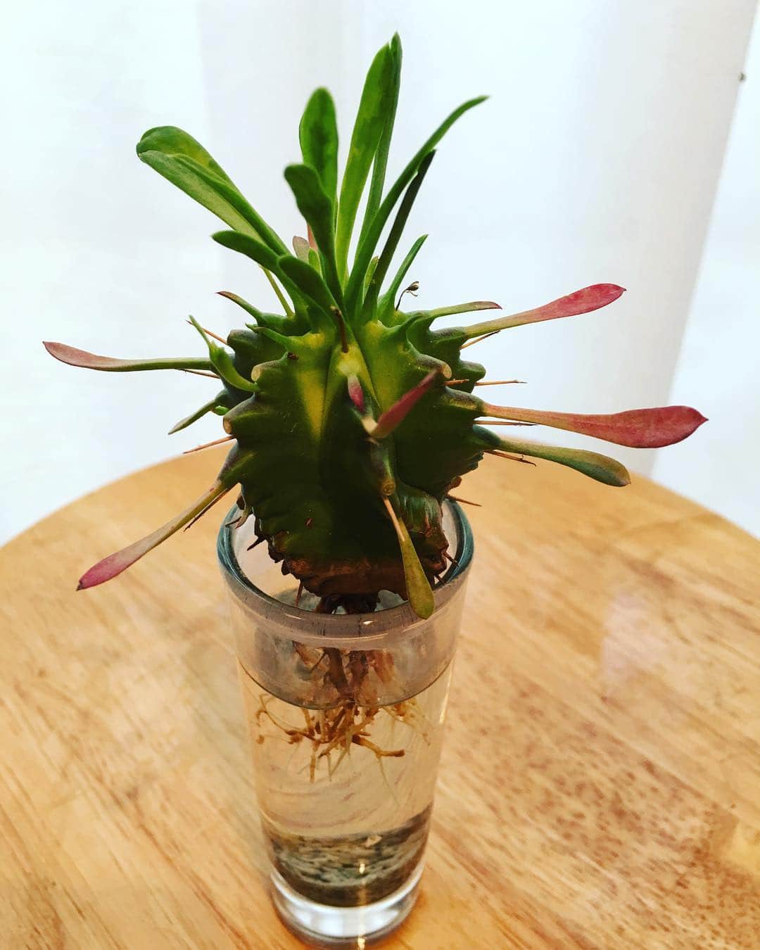 相原コージさんのインスタグラム写真 - (相原コージInstagram)「みどりの日ということで、ウチのユーフォルビア。 #みどりの日  #ユーフォルビア #多肉植物 #水耕栽培 #euphorbiaceae」5月4日 18時07分 - kojiaihara