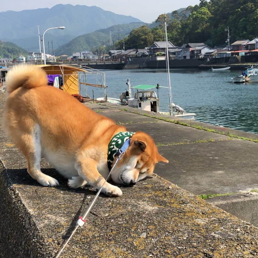 shibainu berryさんのインスタグラム写真 - (shibainu berryInstagram)「匂いの強いものを見つけたらしい 虫じゃないよね…༾( -᷄ω-᷅ )༿ 自ら顔ぶにゅ(*｀艸´)ｳｼｼｼ #徳島 #牟岐 #柴犬 #べりやん #berry #shiba #shibainu #doge #shibainumania #shibastagram #instadog #instashiba #dog #ぷにっと部 #口角キュキュッと部  #チーム俺様 →部員絶賛募集中 #❤️迷子犬の掲示板応援団 @maigo_dog #shiba_snap #proudshibas #west_dog_japan #pecon #instagramjapan #ふわもこ部 #pecoいぬ部 #buzzfeedanimals #dogsofinstagram #dogsofinstaworld #9gag」5月4日 19時34分 - shibainu.berry