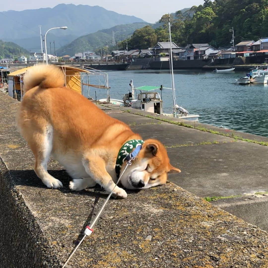 shibainu berryのインスタグラム