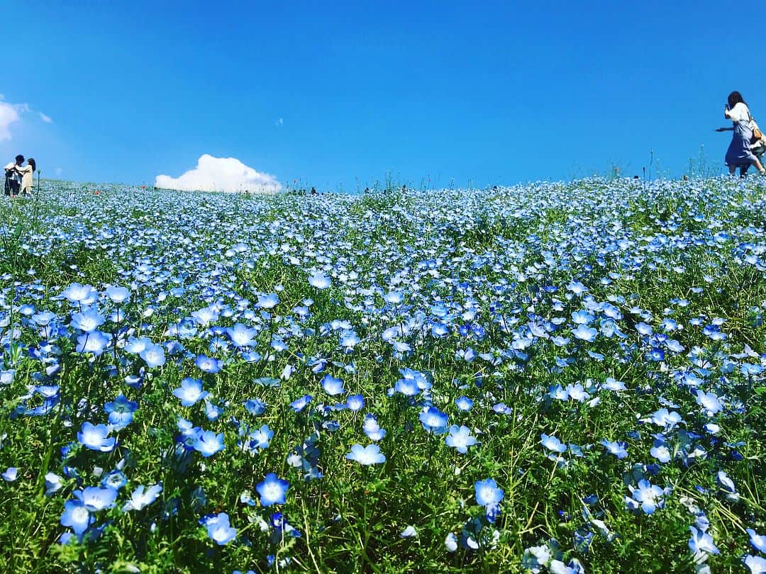 中西麻里衣さんのインスタグラム写真 - (中西麻里衣Instagram)「昨日は『国営ひたち海浜公園』へ🚗💨混んでいる事は覚悟していましたが…往復8時間弱の運転でした。。。 ですが夫婦で前からネモフィラが見てみたくて✨お天気も良かったのでお散歩しながらのんびり出来ました〜🍀秋のコキアも行きたいな☺️ 香りの丘も楽しかった✌🏻GW大満喫です♡ #gw#家族DAY#ドライブ#長旅#国営ひたち海浜公園#ネモフィラ#一度行ってみたった#すごく広い#遊園地もあった#秋も行きたい#大自然#のんびり#癒される#思い出#大満喫#パパさんお疲れ様#母帽子忘れた#長男から借りる#不覚#日焼け天国#サービスエリア好き#男の子ママ#mamagirl#mamalife#アラサーママ」5月5日 9時09分 - 87marii