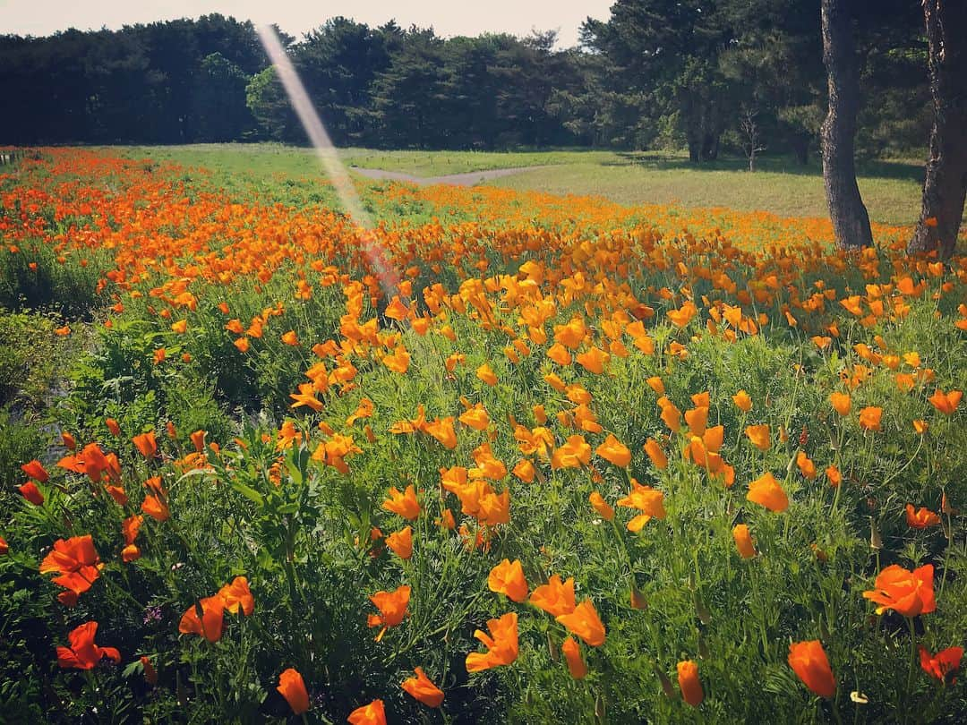 中西麻里衣さんのインスタグラム写真 - (中西麻里衣Instagram)「昨日は『国営ひたち海浜公園』へ🚗💨混んでいる事は覚悟していましたが…往復8時間弱の運転でした。。。 ですが夫婦で前からネモフィラが見てみたくて✨お天気も良かったのでお散歩しながらのんびり出来ました〜🍀秋のコキアも行きたいな☺️ 香りの丘も楽しかった✌🏻GW大満喫です♡ #gw#家族DAY#ドライブ#長旅#国営ひたち海浜公園#ネモフィラ#一度行ってみたった#すごく広い#遊園地もあった#秋も行きたい#大自然#のんびり#癒される#思い出#大満喫#パパさんお疲れ様#母帽子忘れた#長男から借りる#不覚#日焼け天国#サービスエリア好き#男の子ママ#mamagirl#mamalife#アラサーママ」5月5日 9時09分 - 87marii