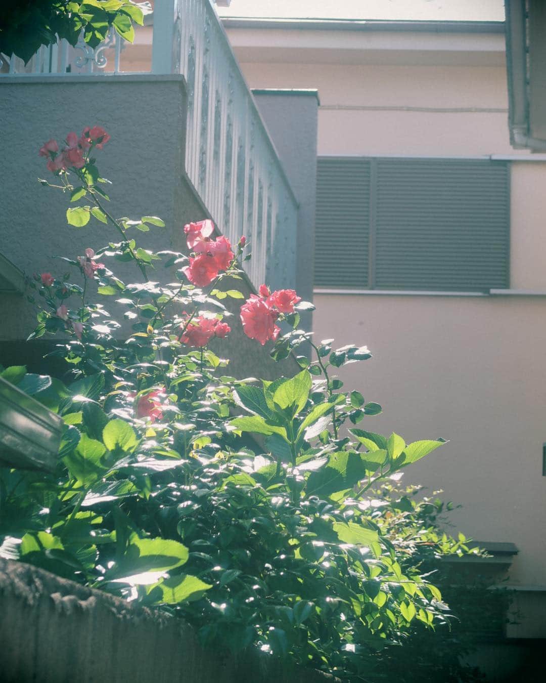 花盛友里のインスタグラム