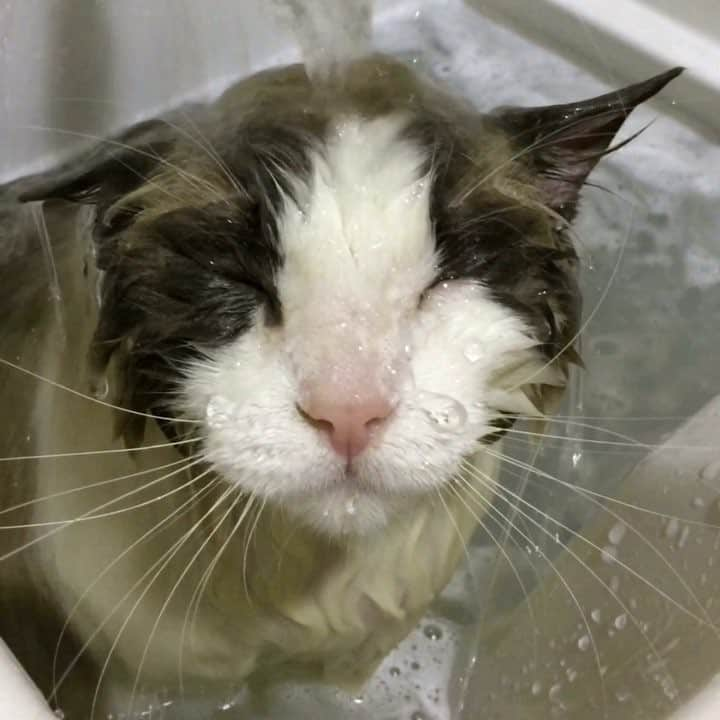 アンナのインスタグラム：「#cat #ragdoll #ragdollcat #ネコ #猫 #ラグドール #bathtimecat #お風呂猫」