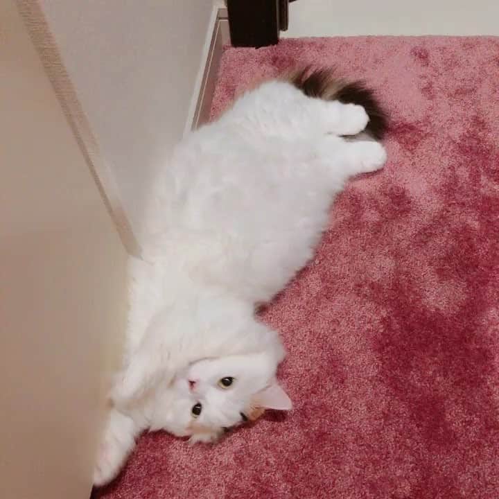 東なつ紀のインスタグラム：「のびっ  #猫 #多頭飼い #まさぶりあずグラム #エキゾチックショートヘア #ブリティッシュショートヘア #マンチカン  #Munchkin  #exoticshorthair #britishshorthair #マンチカン短足  #ねこ  #ネコ  #cat  #ネコ部  #短足  #顔ぺちゃ #猫好きさんと繋がりたい  #猫のいる暮らし  #短脚猫 #曼基康猫 #ねこ休み展 に出たい」