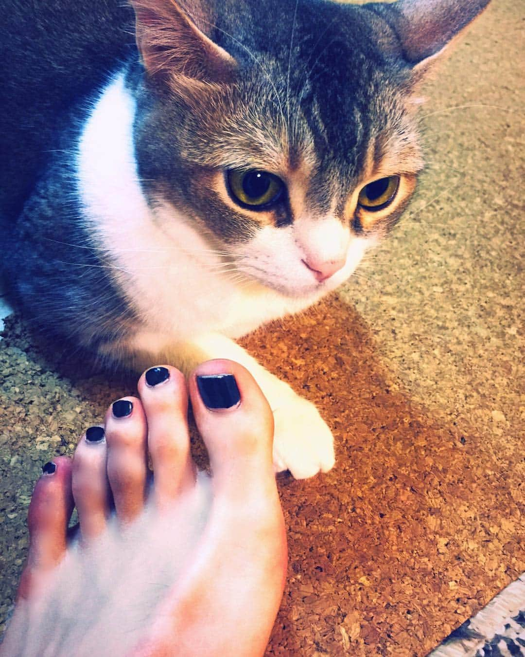 渋谷龍太さんのインスタグラム写真 - (渋谷龍太Instagram)「実家。  #🐈」5月20日 14時45分 - gyakutarou