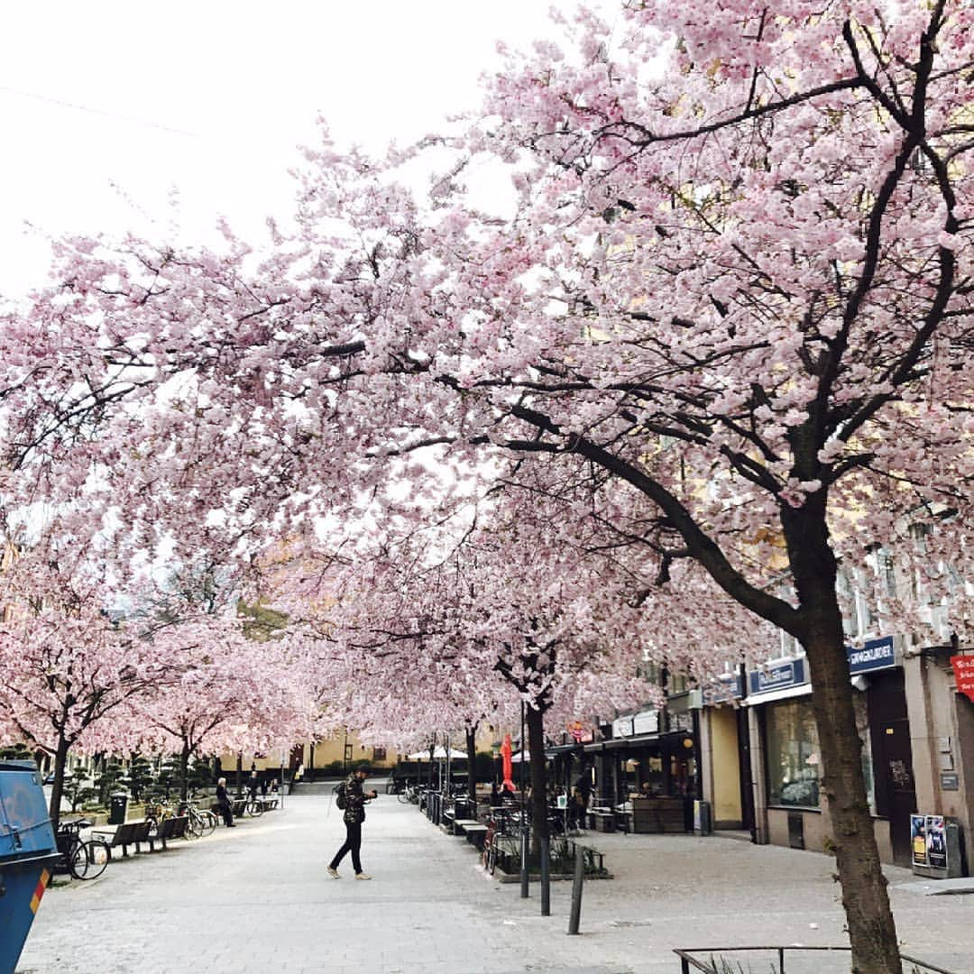 小田井涼平のインスタグラム：「今年はスウェーデン🇸🇪と日本🇯🇵の国交150周年なんだそうな。  だから先日スウェーデン国王が来日してたんだなぁ。 🌸桜🌸が満開‼️ 花見にはもってこい‼️…ってこれ、日本ではなくスウェーデン‼️ 日本から送られたものなんだそうな。  北欧でもたくましく咲き乱れるのね〜、感動‼️ #さくら」