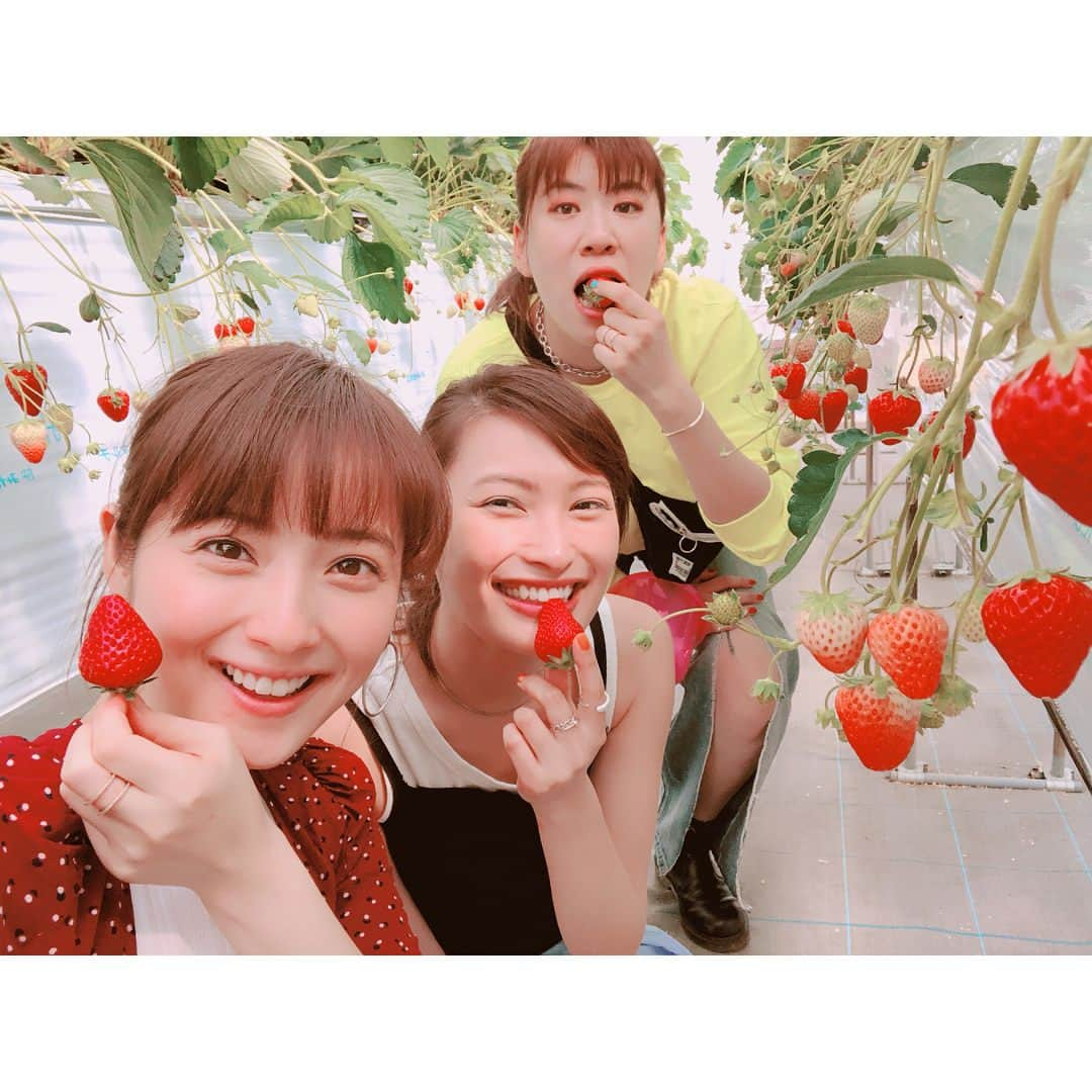 佐々木希さんのインスタグラム写真 - (佐々木希Instagram)「いちご狩り🍓 行く事が出来ました🍓 紅ほっぺ💕 甘くて美味しかった〜！！ 犬同伴オッケー嬉しい🐶  #いちご狩り#紅ほっぺ#大政絢 さん#宮本由梨 さん#思い出」5月6日 14時44分 - nozomisasaki_official