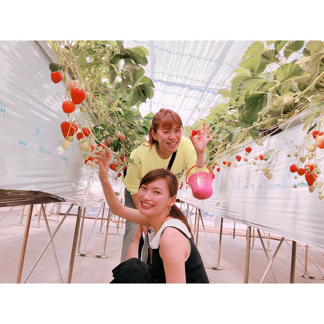 佐々木希さんのインスタグラム写真 - (佐々木希Instagram)「いちご狩り🍓 行く事が出来ました🍓 紅ほっぺ💕 甘くて美味しかった〜！！ 犬同伴オッケー嬉しい🐶  #いちご狩り#紅ほっぺ#大政絢 さん#宮本由梨 さん#思い出」5月6日 14時44分 - nozomisasaki_official