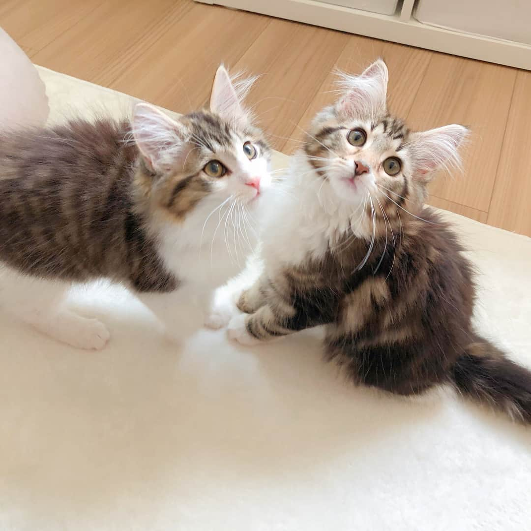 小田唯のインスタグラム：「我が家の2匹の子猫ちゃん💕超かわいい写真を何枚か選んでみました😍 2匹とも性格が全然違うけど、とっても仲良しです💕体重もあっという間に2キロ！獣医さんにもこの子達は大きくなるよ〜‼️と言われたので10キロくらいになってほしいです笑  #子猫 #ねこ #かわいい #ノルウェージャンフォレストキャット #メインクーン #お正月生まれ #大晦日生まれ #天使 #にゃんすたぐらむ #にゃんだふるらいふ」