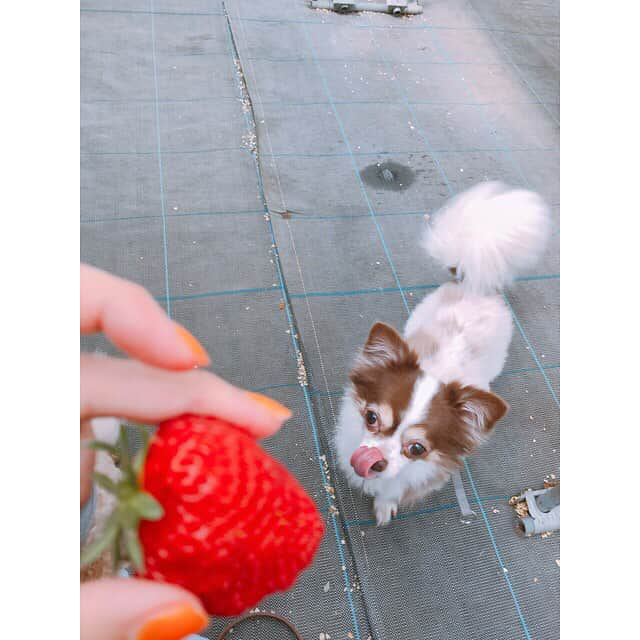 大政絢さんのインスタグラム写真 - (大政絢Instagram)「二人と一緒にいちご狩り🍓 わんこも入れるなんて幸せ！ どれも甘くて美味しかった〜50個以上は！と思ったけどみんなそこまでたべれず😅 #いちご狩り#佐々木希 さん#じゅーしー#幸せ みなさんの#GW はどうでしたか？」5月6日 19時25分 - aya_omasa_official