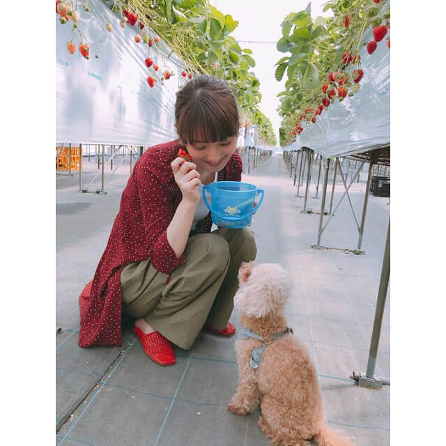 大政絢さんのインスタグラム写真 - (大政絢Instagram)「二人と一緒にいちご狩り🍓 わんこも入れるなんて幸せ！ どれも甘くて美味しかった〜50個以上は！と思ったけどみんなそこまでたべれず😅 #いちご狩り#佐々木希 さん#じゅーしー#幸せ みなさんの#GW はどうでしたか？」5月6日 19時25分 - aya_omasa_official