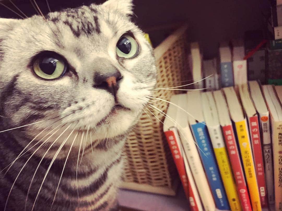 横山由依さんのインスタグラム写真 - (横山由依Instagram)「本とビス。 明日もいい日になりますように🌟  #猫 #cat #ビス #猫のいる暮らし」5月6日 22時59分 - yokoyamayui_1208