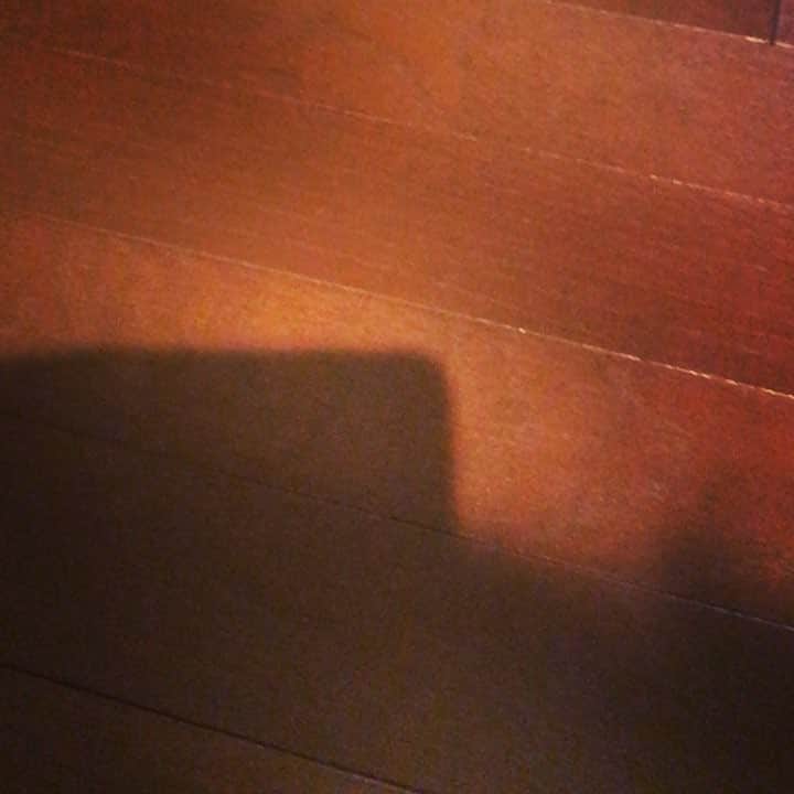 内田美奈子のインスタグラム：「しゃかしゃかしゃかばるるる  #africangrayparrot #parrot #ヨウム ‪#じゃんくろ ‬」