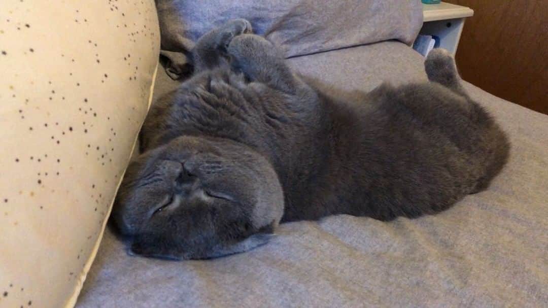 Baconのインスタグラム：「Can’t you get off my bed please? 😩😒😟 #slavetocat #catsownyou」