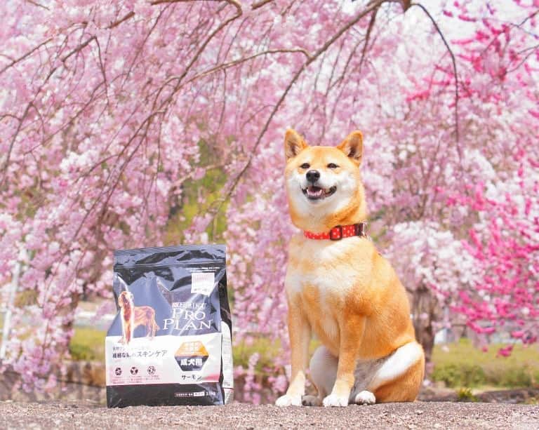Purina Pro Plan Japanのインスタグラム：「※ 柴犬のゆりちゃん @shibainuholic から、とっても素敵なお写真をいただきました🌸 家族でのお出かけが楽しそうですね！ ※ 一緒に写っているのは、「プロプラン 食物アレルギーに配慮 繊細な肌のスキンケア（中型・大型犬 成犬用）」です。 💁🏻‍♀️ 皮膚は体の外側を守る層であり、体内の健康状態の指標でもあります。肌が繊細で敏感なのは、食事が関係しているかもしれません。特別な栄養でサポートしてあげることが重要です。 詳しくは、プロフィール画面から「プロプラン」WEBサイトへ📲 🐶 #ピュリナプロプラン #ネスレ #ピュリナ #プロプラン #PURINA #PROPLAN #proplandog #プレミアムフード #ドッグフード #柴犬 #shibainu」