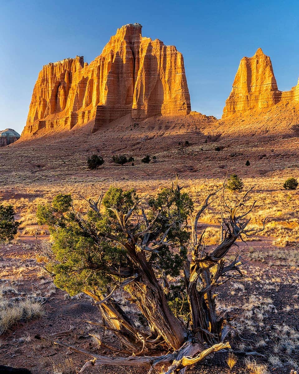 National Geographic Travelさんのインスタグラム写真 - (National Geographic TravelInstagram)「Photo @stephen_matera // Early morning light in Upper Cathedral Valley, Capitol Reef National Park, Utah. Most visitors to Capitol Reef spend their time along the Fremont River and Fruita, but views like this are found in the Cathedral Valley district of the park, accessed via a loop drive (sometimes requiring 4WD and high clearance). Follow me @stephen_matera for more images like this from Utah and around the world. #desert #utah #erosion」5月7日 13時49分 - natgeotravel
