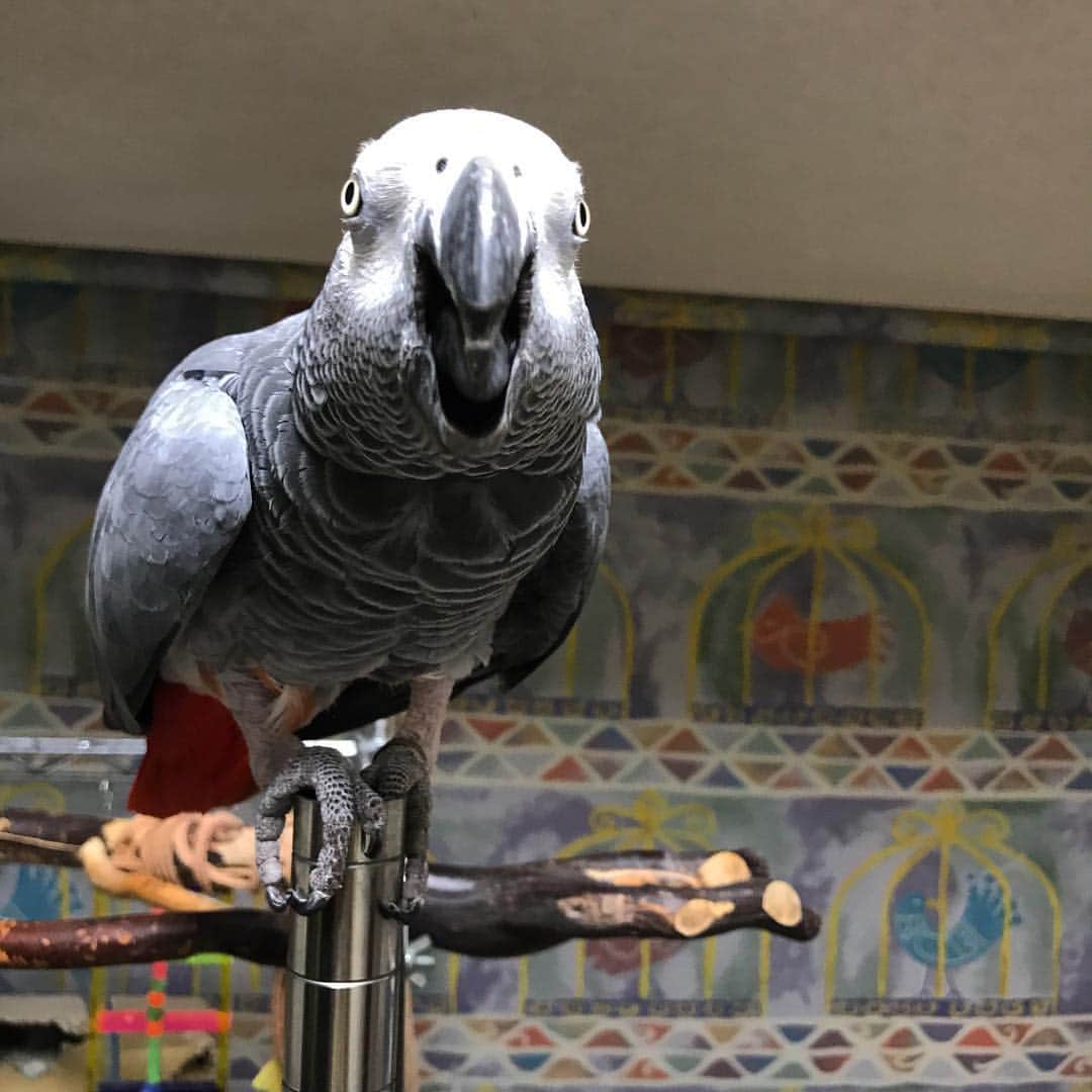 内田美奈子のインスタグラム：「えっへぇ  #africangrayparrot #parrot #ヨウム ‪#じゃんくろ ‬」