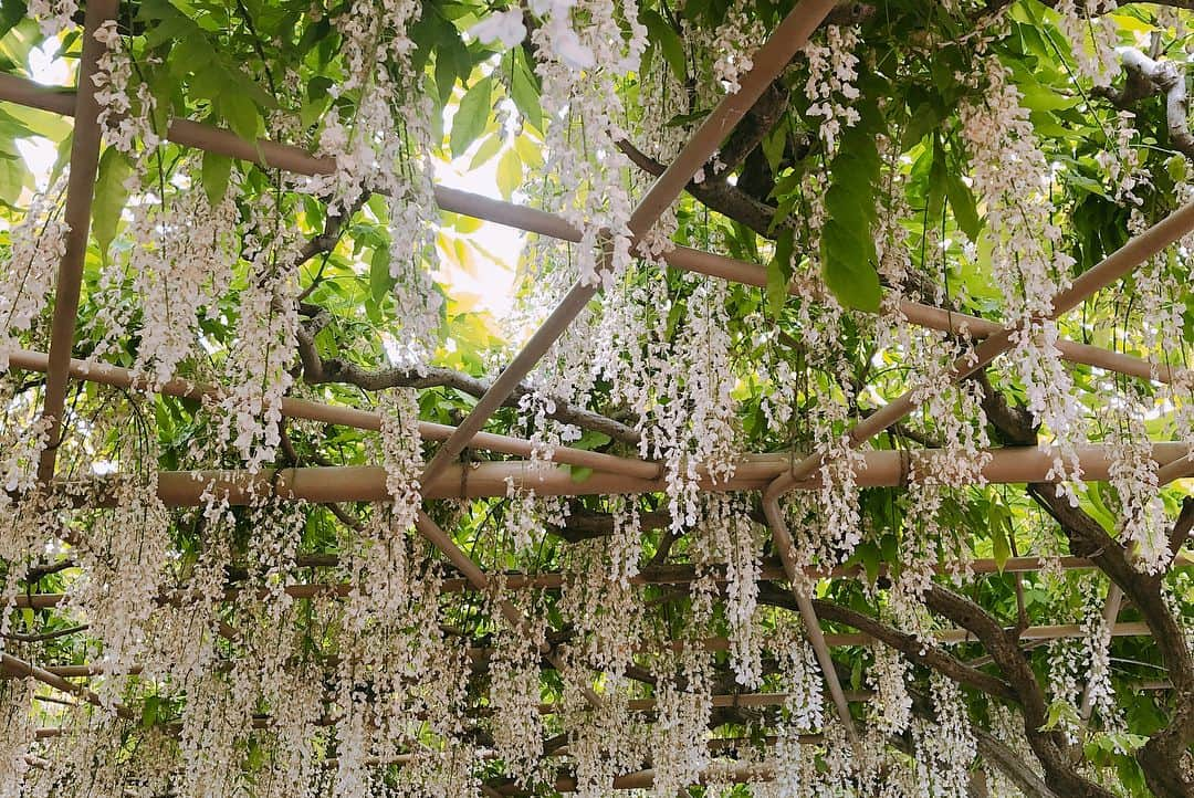 佐倉絆さんのインスタグラム写真 - (佐倉絆Instagram)「帰省🌷🌸🌹🌺🌻🌼 #あしフラ  #愛する地元  #藤アイス不思議な味 #薔薇が満開  #藤は終わりかけ」5月8日 0時18分 - kizunasakura