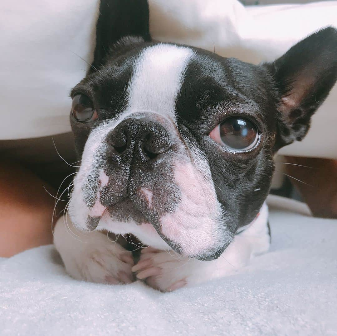 大瀧彩乃さんのインスタグラム写真 - (大瀧彩乃Instagram)「GOOD MORNINGごま🐕 またもや実家に行ってしまわれたごまくん。 5月はお留守番頑張ってください🙏🎌 #ごまぴつ #ボストンテリア #毎日一緒に寝てます🐷 #最近は枕を使って布団も掛けて寝てます🐷」5月8日 11時29分 - _ayanootaki_