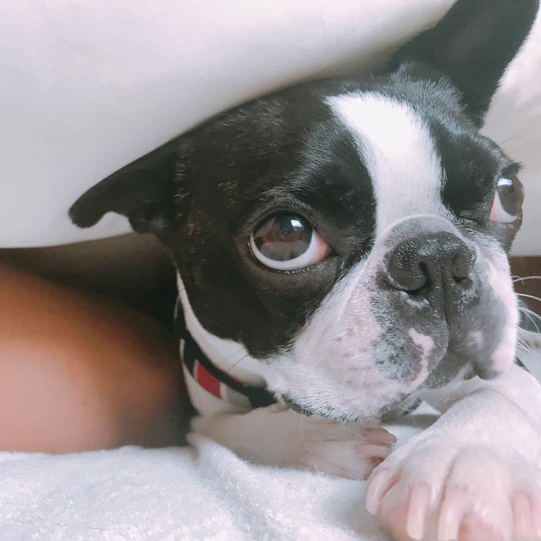 大瀧彩乃さんのインスタグラム写真 - (大瀧彩乃Instagram)「GOOD MORNINGごま🐕 またもや実家に行ってしまわれたごまくん。 5月はお留守番頑張ってください🙏🎌 #ごまぴつ #ボストンテリア #毎日一緒に寝てます🐷 #最近は枕を使って布団も掛けて寝てます🐷」5月8日 11時29分 - _ayanootaki_