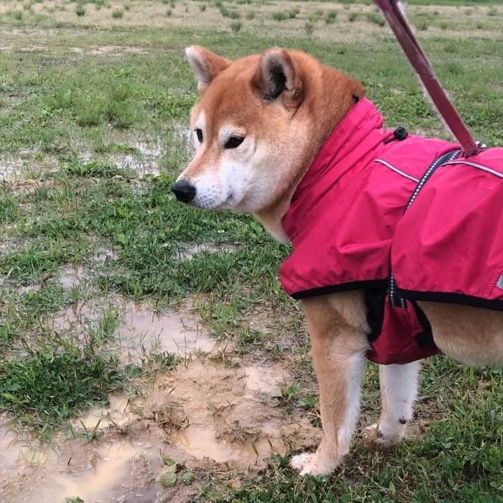 マロたんのインスタグラム：「Although it rained, I had a good time. ママの悲鳴が響き渡るので音声オフ #shiba #shibainu #weeklyfluff」
