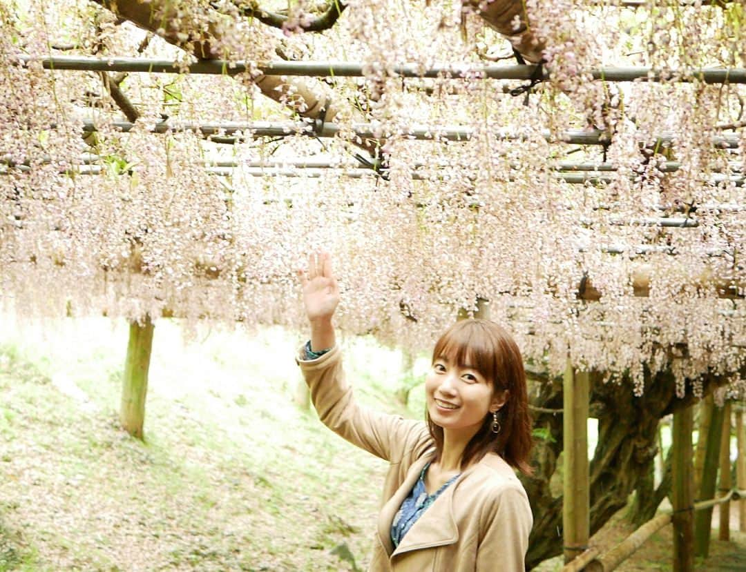 のインスタグラム：「先週末、藤祭りに行ってきました！いつもより見頃が1週間ほど早まっていたので、紫の藤よりも白の藤の花の方が綺麗に咲いていました。  益山さんがいいカメラで写真を撮ってくれたので、プロフィール画像も変えてみました。  そのあと立ち寄った先で、朝のももち浜ストアで以前紹介されたお店#Lien の方に偶然お会いして、#焼生ショコラ #酒ショコラ の試食をさせてもらいました！どちらも生チョコがそのままケーキになったような濃厚なショコラケーキ！とても美味しかったです♡  #まあこさん #益山美保 さん #新垣泉子 アナ」