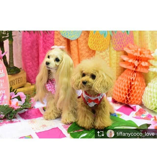 大原かおりさんのインスタグラム写真 - (大原かおりInstagram)「🐶 #OttyDog タグリポスト🐶💕 #Part1 ティファニーちゃん #Part2 キャンディちゃん ☺︎ ☆Otty×HELLO KITTY☆ 🎀フェイス・ハローキティ メッシュタンク🎀 http://otty.net/?pid=117708571 . ❤️日焼けキティメッシュワンピ❤️ http://otty.net/?pid=102587809 ☺︎ OttyDogのハッシュタグを付けて下さった投稿をリポストさせてもらいます💓 ☺︎ 幕張ペット博で、Ottyブースと、ゆちこさんのブースのお手伝いをしてくれたティファニーちゃん&ママちゃん👩🐶💕 @tiffanycoco_love いつも本当にありがとうございます❤️ モデル犬の撮影で来てくれたキャンディちゃんとの可愛い2ショット🐶🐶✨ ティファニーちゃんは、フェイスのキティちゃんメッシュタンク♡ キャンディちゃんは、日焼けのキティちゃんメッシュワンピ♡ どちらもCool加工されているのでこれからの季節に最適です❣️ ティファニーちゃん&キャンディちゃん、可愛いお写真をありがとねっ❤️ * #プードル #ティファニーちゃん #キャンディちゃん #Otty × #HELLOKITTY #フェイス #チェック柄 #フリル #日焼け #シフォンフリル #クークチュール #クールクールプラス #防蚊加工 #ゆちこ #フォトブース #撮影ブース #かわゆい #🐶❤️ #幕張ペット博 💓🐶💓🐶💓🐶💓🐶💓🐶💓🐶💓🐶💓 Repost from @tiffanycoco_love @kuukuracanさんからいただいたお写真💖💖💖 ティファニーのお友達 @kotasakura888さんのお友達なの〜😊💕 仙台から4時間くらいかけて来たんだって❣️ ☆☆♪☆☆♪☆☆♪☆☆♪☆☆♪☆☆♪☆☆♪☆☆♪☆☆♪☆☆♪ #Otty #ペット博 #フォトセット #撮影ブース #フォトブース #幕張メッセ #ゴールデンウィーク  #OttyDog #🐶❤️ #Pet博 #ペット博2018 #DmgStagram#sweetyhome_yuchico」5月9日 8時50分 - oharagaori_otty