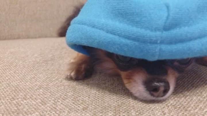 のインスタグラム：「眠いよぉ〜🐶 #Ulu #Uluさん #子犬 #チワワ #ロングコートチワワ #愛犬」