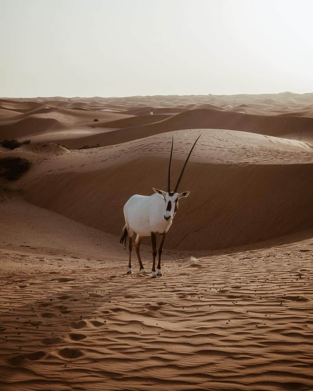 adamのインスタグラム：「face to face with the arabian oryx in the dubai desert was an experience - thanks to @visit.dubai and @platinumheritage for making it possible! #visitdubai」