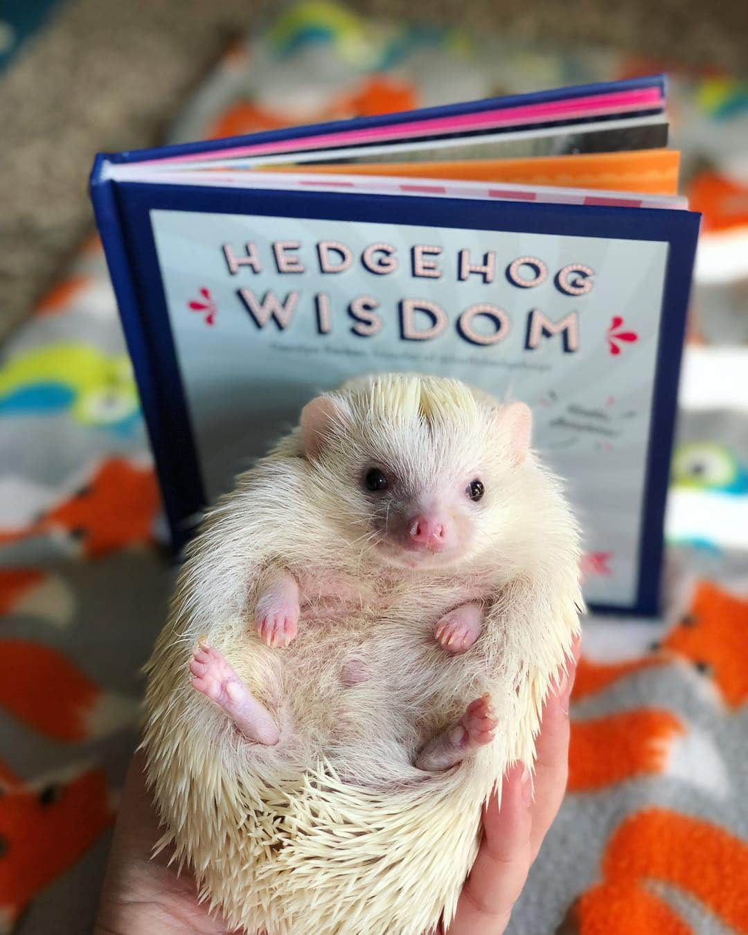 ハフのインスタグラム：「What is your favorite book? 📚 Fluff’s favorite book is “Hedgehog Wisdom”... but he’s in it so he may be a little biased. (Link in bio)」