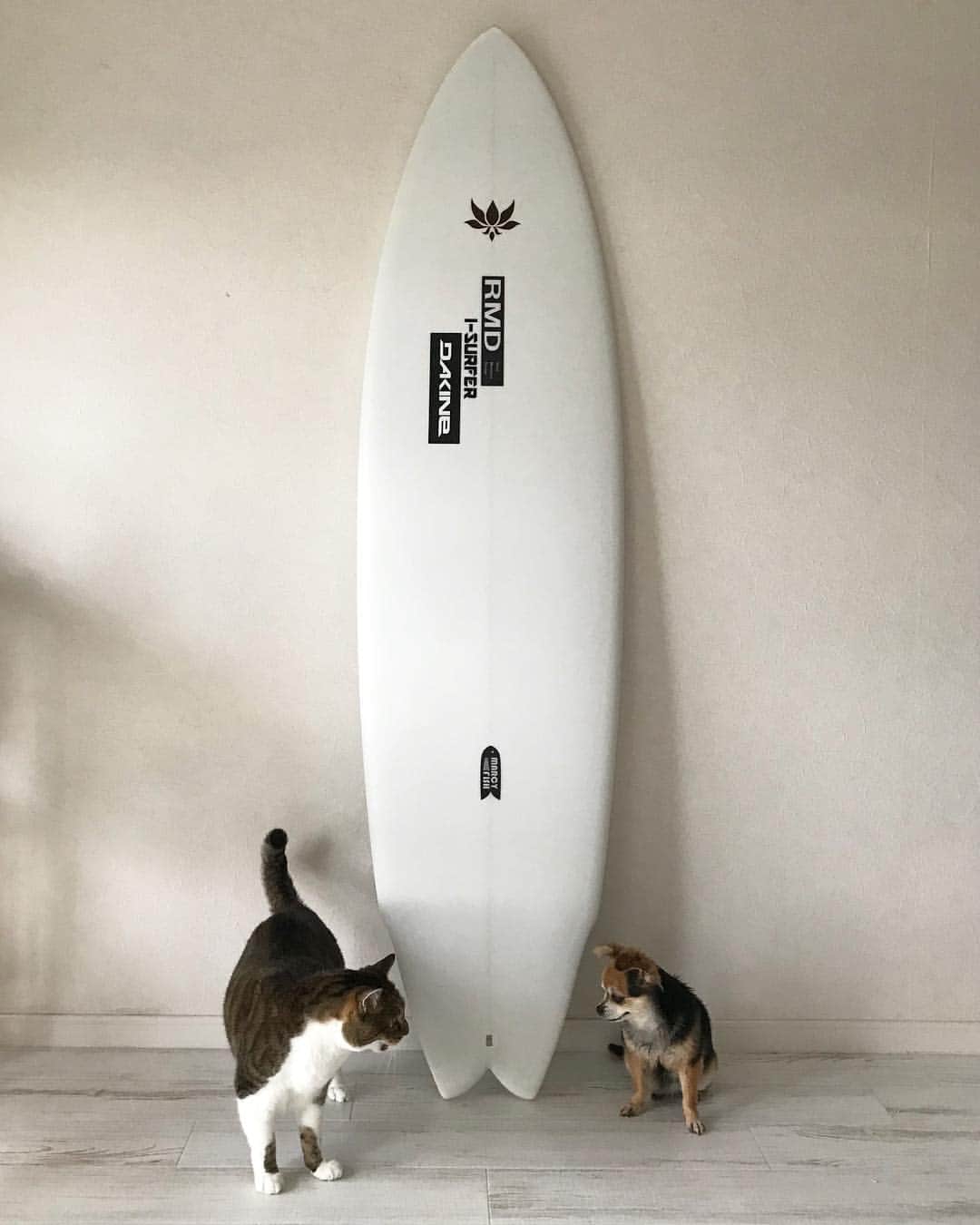 三浦理志さんのインスタグラム写真 - (三浦理志Instagram)「New Board が届きました〜！ 長さは6'3 。 サイズがある波ようの新しいタイプの Marcy Fish！ 👍 @rmdsurfboard  #surfboard #rmd #surf #surfing #surfandnorf #fish #marcyfish」5月10日 7時57分 - mar4m