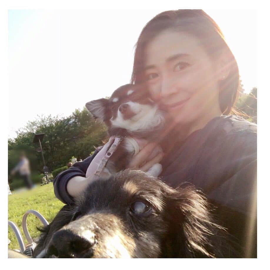 中野公美子さんのインスタグラム写真 - (中野公美子Instagram)「GW中のお散歩〜🐶🐶 芝生のある公園へ♪ のんびり気持ち良かった✨ この写真の私、 光の加減でなのか男顔（笑） オリオンどアップw  #お散歩 #ミニチュアダックスフント#18歳 #チワワ#8歳 #miniaturedachshund  #chihuahua#シニア犬 #男顔#アラフォー#41歳」5月10日 11時45分 - kumikorion