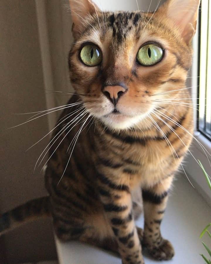Celeb Bengal Cat · Simbaのインスタグラム：「🎧 🐤 Qaaah-ah-ah 😺」