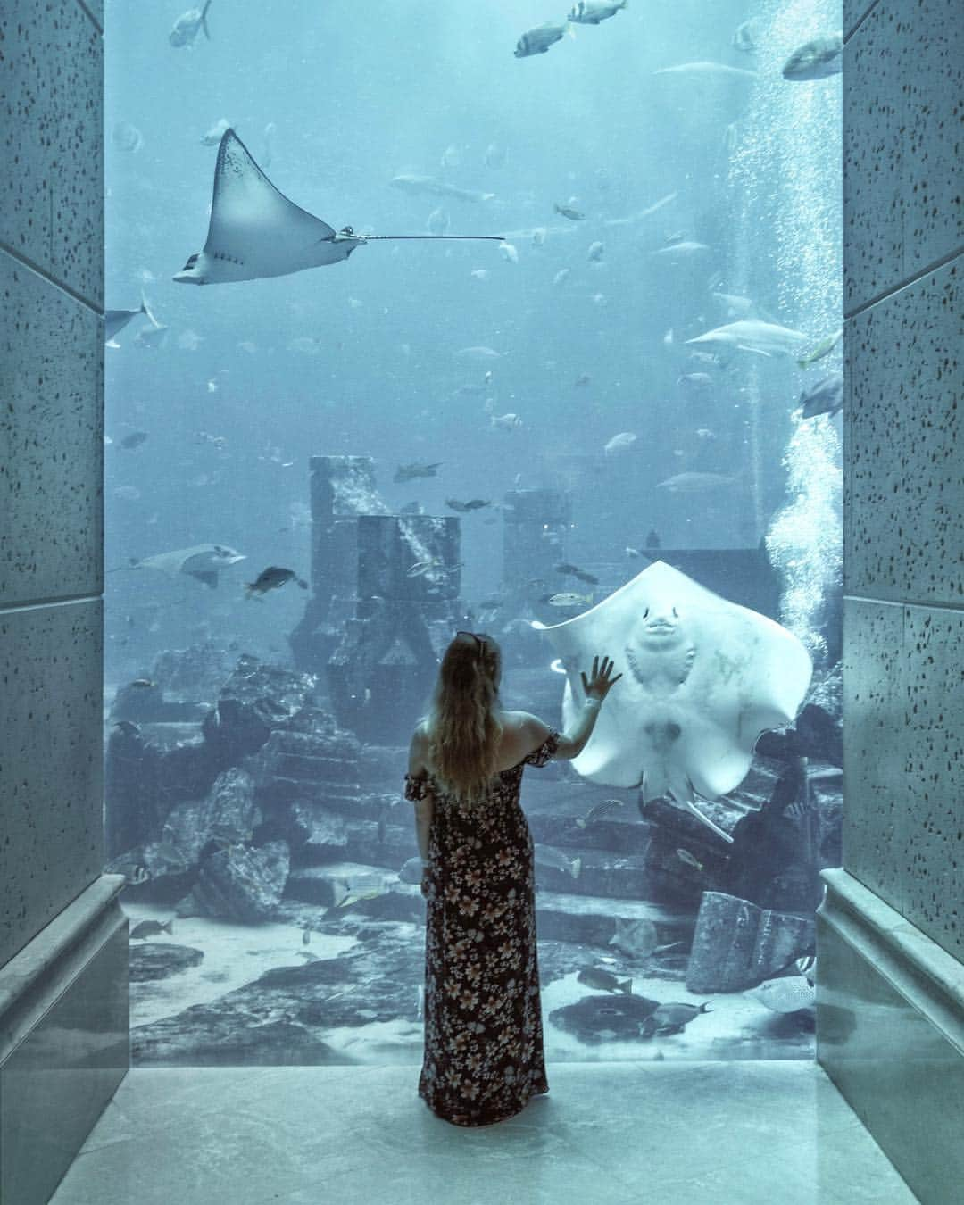 adamのインスタグラム：「up close with the manta rays at the lost chambers aquarium was fascinating - thanks to @visit.dubai and @atlantisthepalm for the experience! #visitdubai」