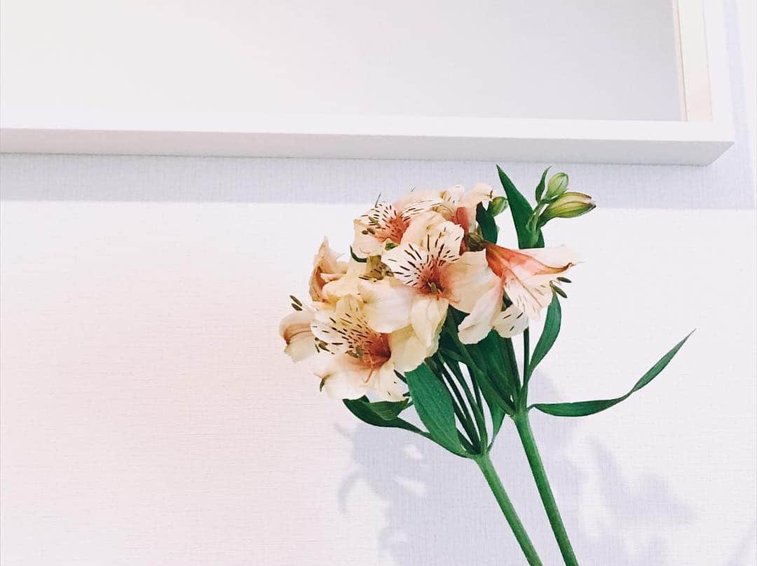 のインスタグラム：「いま飾っている花はアマリリスではありません。 教えてくれた方が💗アルストロメリアでした。アウストラロピテクスで覚えましょう🙆‍♂️✨ . つつじみたい.( •́ .̫ •̀ ) . 枝を切ったら長さ失敗したので切る前の写真です。長い🐻 . #花 #アマリリス だよね？ #花のある暮らし  #わちと花 #アルストロメリア #アウストラロピテクス  #そっくりさん #わちみどり」