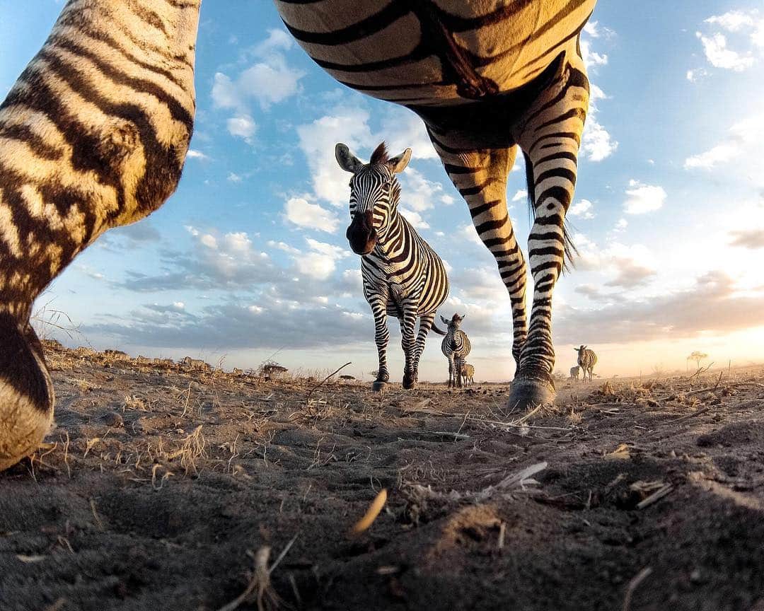 goproさんのインスタグラム写真 - (goproInstagram)「Photo of the Day: #GoProAwards recipient @brenden_simonson placed his #GoPro in Time Lapse Photo Mode to capture a bugs-eye-view of rush hour in Tarangire National Park. 🦓 Show us your #wildlife encounters at gopro.com/awards.💰 • • • #ExperienceDifferent #WildlifePhotography #Africa #Zebras #Tarangire」5月11日 2時03分 - gopro