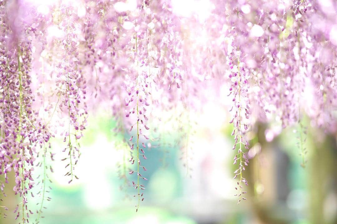 kiccyomuさんのインスタグラム写真 - (kiccyomuInstagram)「☀️ 2018.05.11 Fri location #福岡 #北九州 4月28日撮影 #河内藤園 緑をバックに #藤の花 (^｡^)v . なかなか人がはけなくて 時間のかけて撮ったショット… ゼロにはならなかったけどネ(^^;;. . やっと晴れの日☀️ 週末に向けて期待したいネ〜 楽しい素敵な🌸一日を(^O^)／」5月11日 8時00分 - kiccyomu